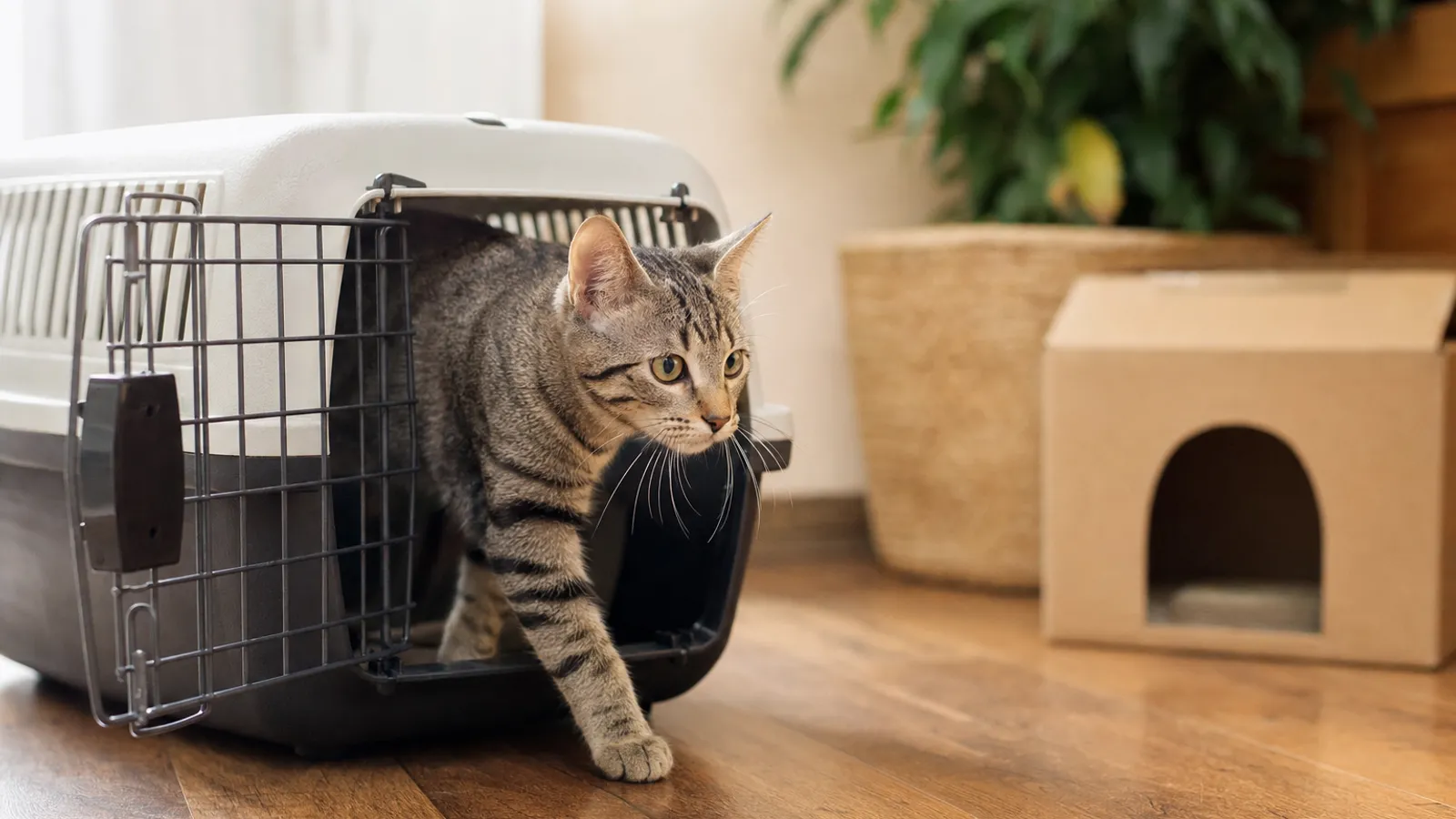 Gato jovem curioso saindo de uma caixa de transporte em uma sala tranquila