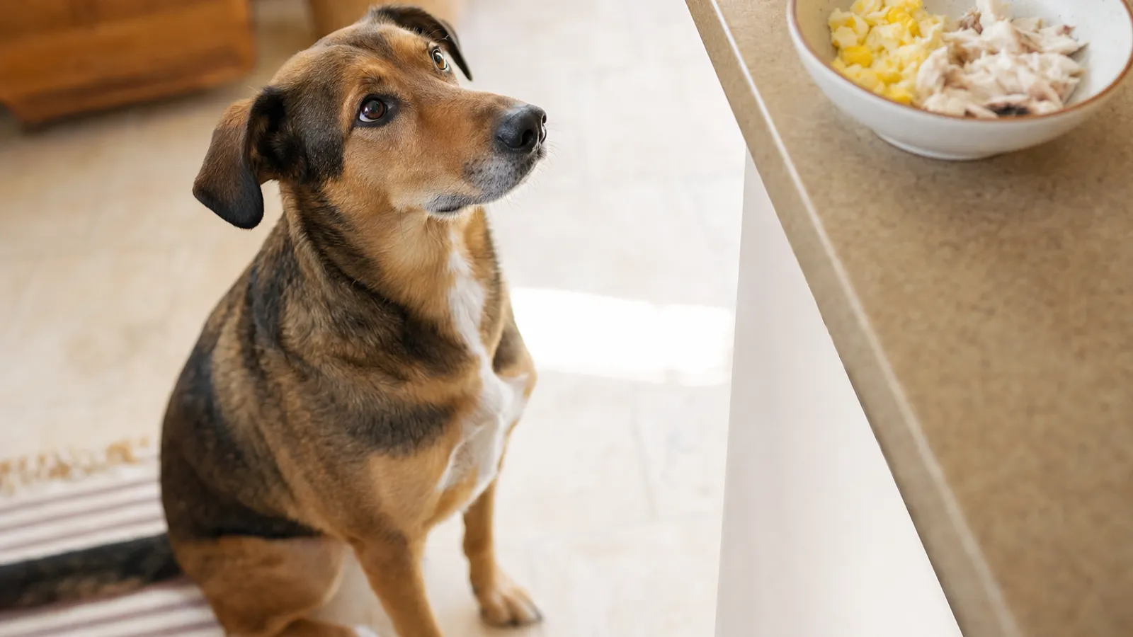 Cachorro sentado na cozinha olhando atento para uma tigela com pedaços de ovo cozido e peixe